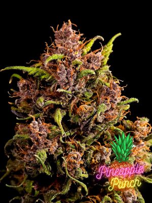 Pineapple Punch 1000Seeds