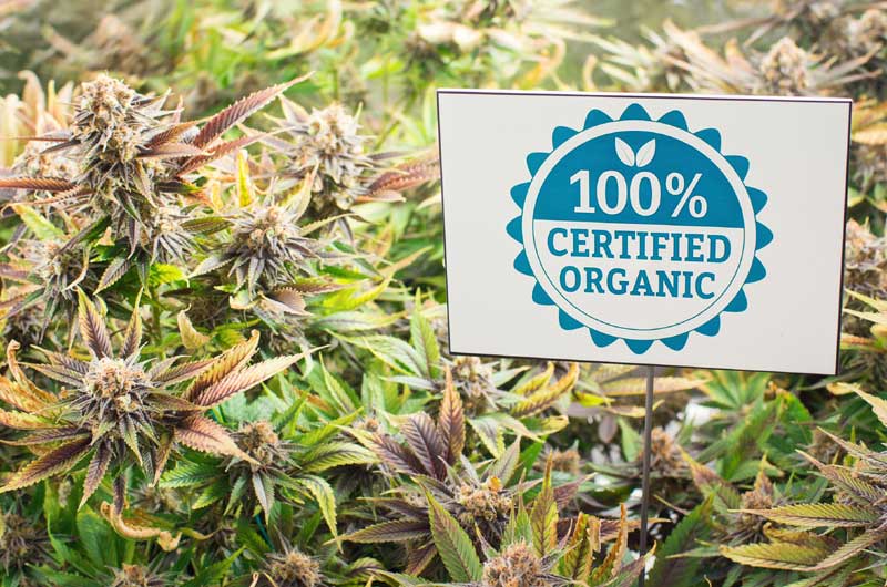 organischer Grow, Cannabis aanbauen, Grow-Tipps, Grow-Lexikon