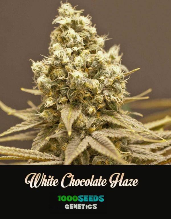 white-chocolate-Haze, 1000Seeds Genetics, semillas feminizadas