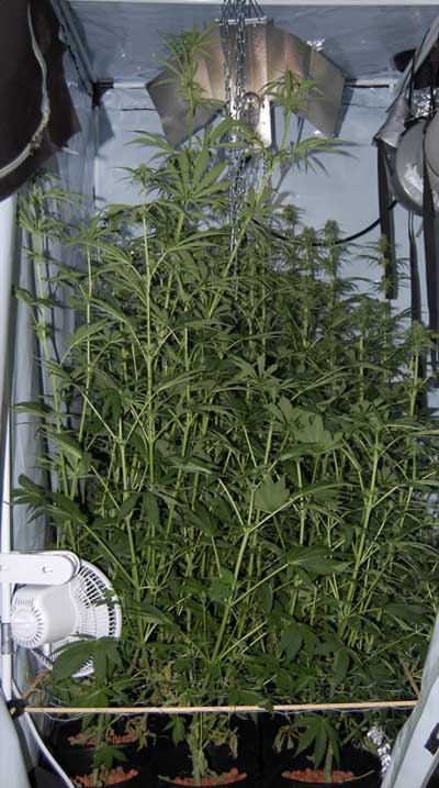 Indoor große Cannabispflanzen