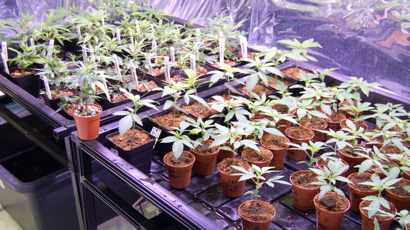 die richtige Topfgröße bei Cannabispflanzen