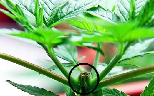 Topping bei Cannabispflanzen