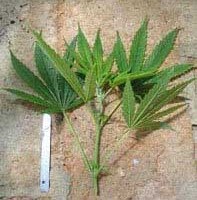 Beschneiden von Cannabis