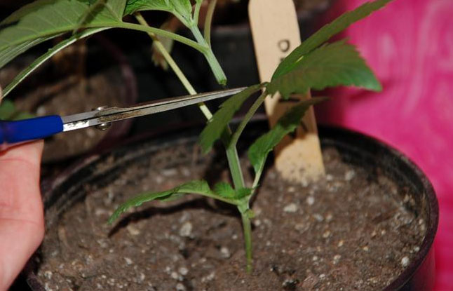 How do I prune cannabis plants correctly? Grow tips, grow lexicon, cannabis cultivation