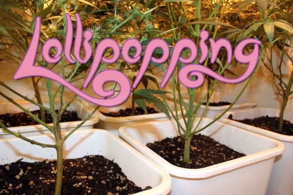 Lollypopping, Cannabis grow, Ertrag steigern