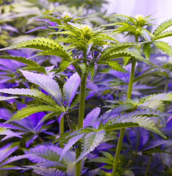 LED in cannabis cultivation, grow with LEDs