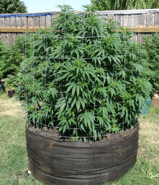 Outdoor-Grow Cannabis