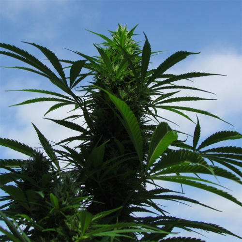 C99 Outdoor, variedades de cannabis para uso en exteriores
