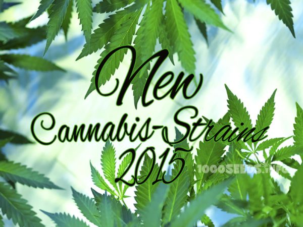 New-Cannabis-Strains, Seedshop 1000Seeds, Cannabis-Samen kaufen