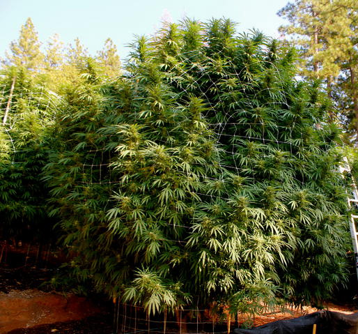 Chocolope, outdoor cannabis strain
