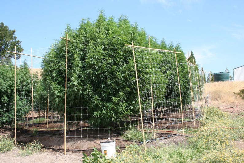 grosse Outdoor Cannabispflanzen, Sorten