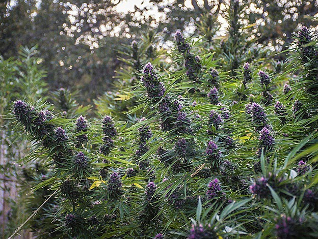 Outdoor-Grow-Tipps, Cannabis im Freien