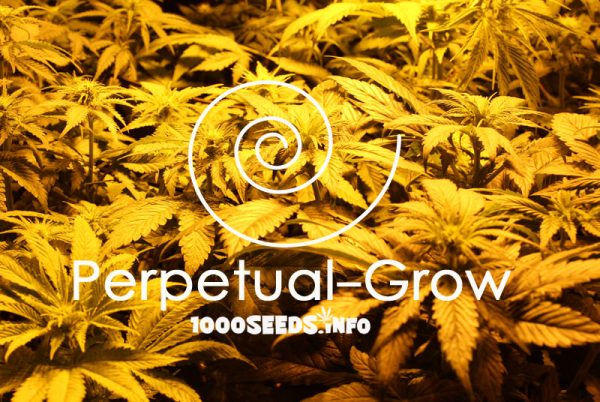 Perpetual-Grow, Cannabisanbau Indoor, Grow-Manual