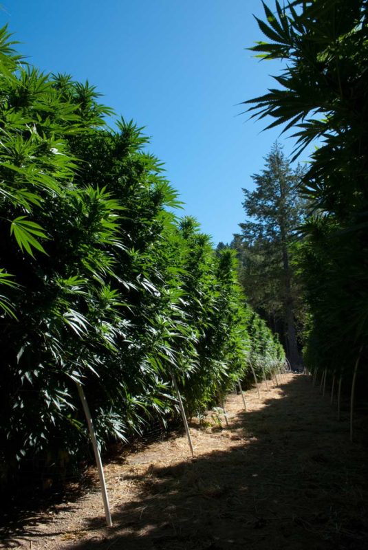 Anabau große Cannabispflanzen