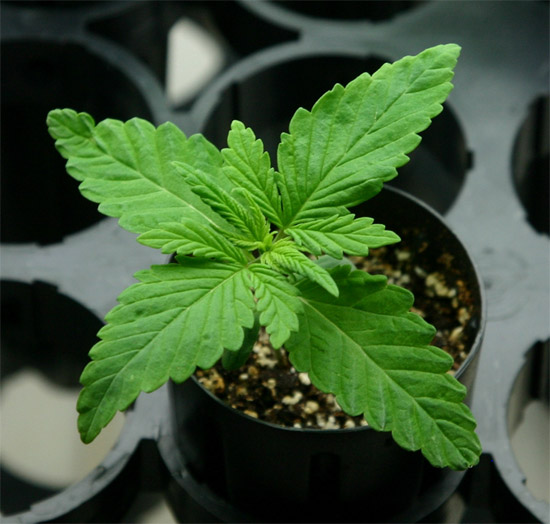 Cannabis seed germination, tips