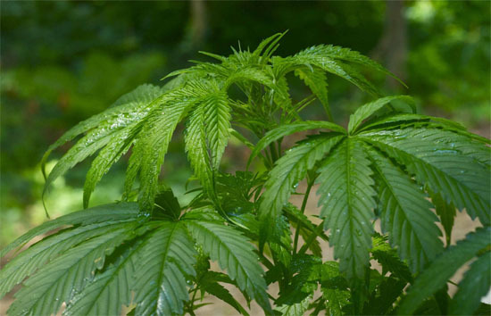 Cannabispflanzen gießen, Cannabisanbau, Bewässern