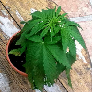 Überwässerung, Übergießen bei Cannabispflanzen, zu viel Wasser