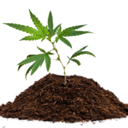 Cannabis in Kompost anbauen