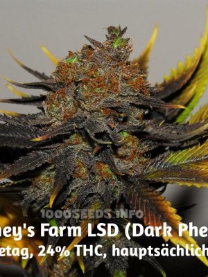 LSD (Barney's Farm), 5 semillas feminizadas