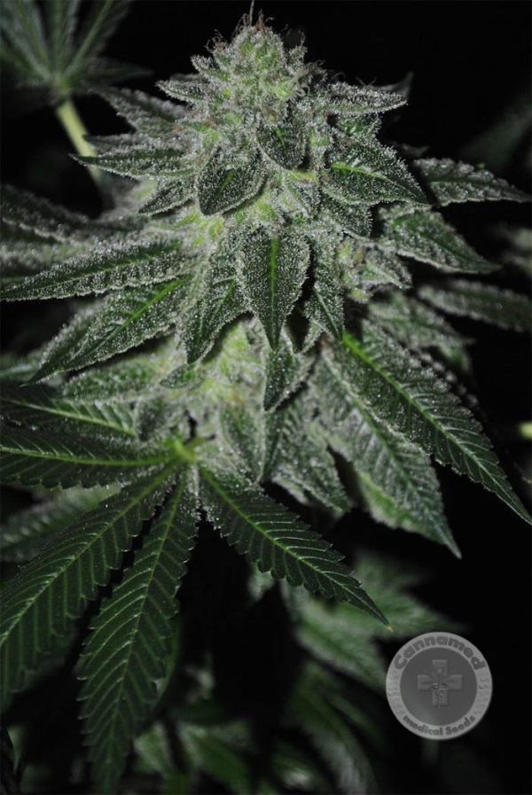 Relax (Cannamed), feminised seeds