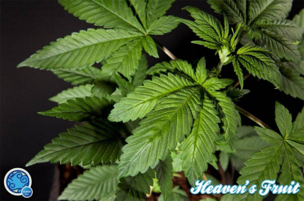 Heaven's Fruit (Philosopher Seeds) feminised seeds