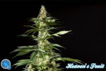 Philo Mix von Philosopher Seeds, 12 feminisierte Samen