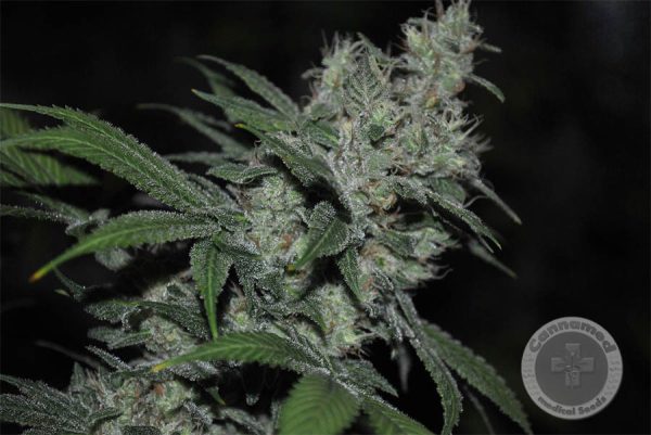 Relax (Cannamed), feminised seeds