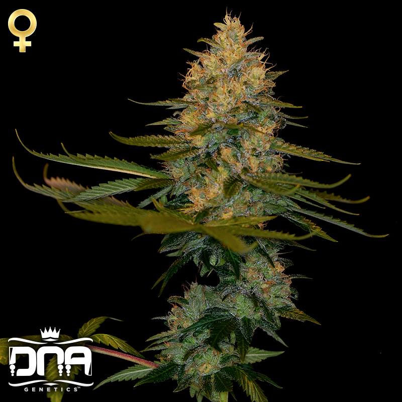 Exodus Kush (DNA Genetics), 6 feminisierte Samen 1 Exodus Kush (DNA Genetics), 6 feminisierte Samen