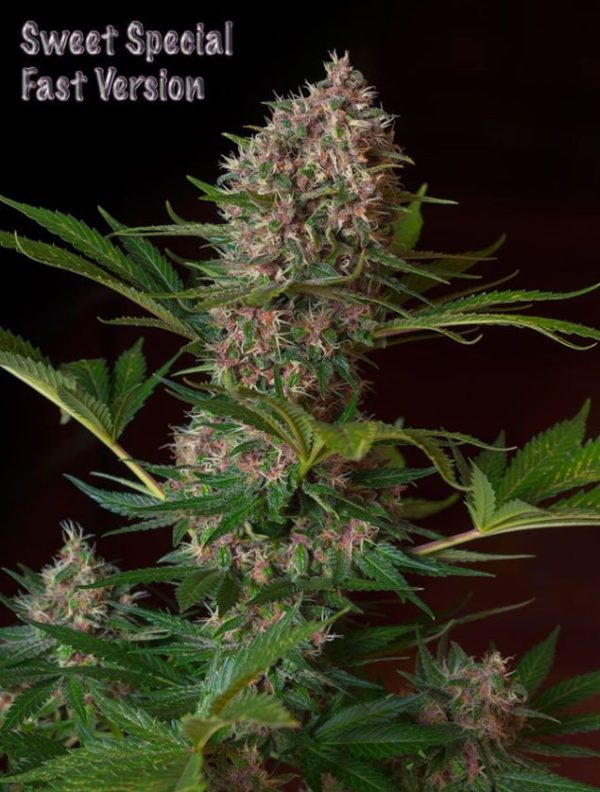 Sweet Special Fast Version (Sweet Seeds)