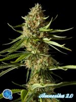 Philo Mix von Philosopher Seeds, 12 feminisierte Samen