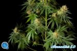 Philo Mix von Philosopher Seeds, 12 feminisierte Samen