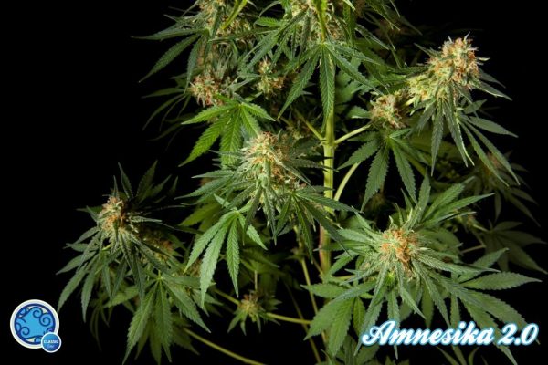 Philo Mix by Philosopher Seeds, 12 feminised seeds