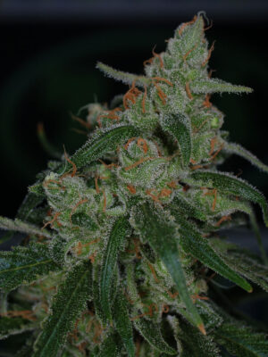 Apollo-13 BX (TGA Subcool), 5 oder 10 regular Seeds