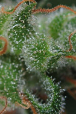 Apollo-13 BX (TGA Subcool), 5 oder 10 regular Seeds