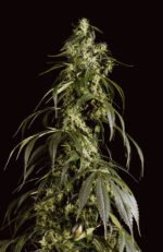 Arjan's Haze #1 (Green House Seed), feminisierte Samen
