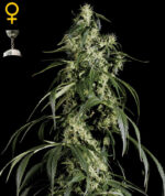 Arjan's Haze #1 (Green House Seed), feminisierte Samen