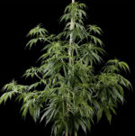 Arjan's Haze #1 (Green House Seed), feminisierte Samen