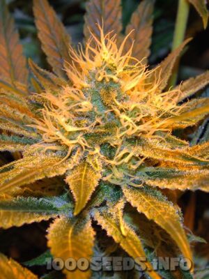 Auto AK (Bulk Passion) feminisiert