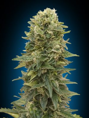 Auto Afghan Mass (00 Seeds), 5 automatic Seeds