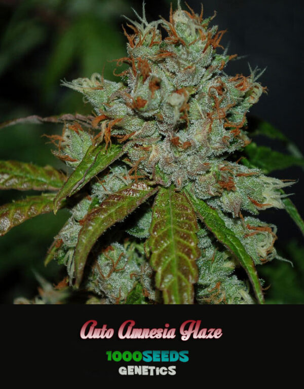 Auto-Amnesia-Haze, 1000Seeds Genetics, feminisierte Seeds kaufen
