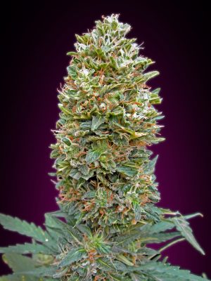Auto Bubble Gum (00 Seeds), 5 automatic Seeds