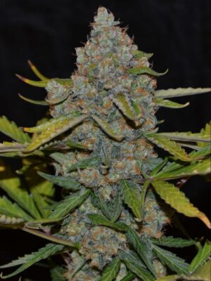 Auto CBG (Cannabiogen), 5 automatic Seeds