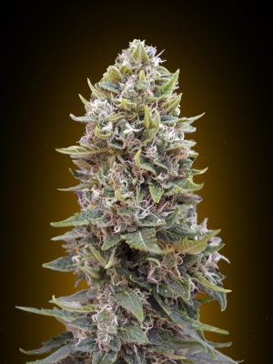 Auto Cheese Berry (00 Seeds), 5 automatic Seeds