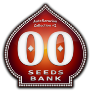 Auto Collection #2 (00 Seeds), 6 semillas automáticas