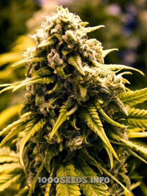 Auto Northern Light (Bulk Passion) feminisiert