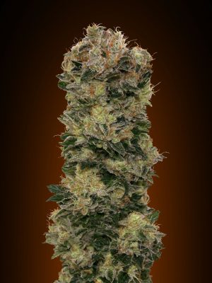 Auto Sweet Soma (00 Seeds), 5 automatic Seeds