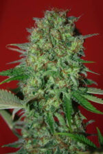 Bestial Skunk (Élite Seeds) feminisiert