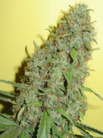 Bestial Skunk (Élite Seeds) feminisiert