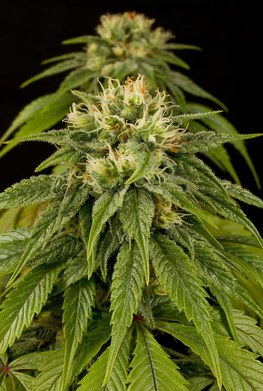 Lemon Juice Express Auto (Humboldt Seeds), 5 automatic Samen 1 Lemon Juice Express Auto (Humboldt Seeds), 5 automatic Samen