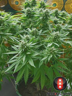 Biddy Early (Serious Seeds) feminised or regular